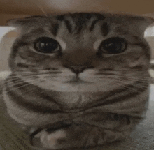 a close up of a cat with its arms crossed .