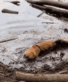 Dog Labrador Dirty Stinky Party Muddle Pool Bathing GIF