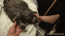 a gif from gifrun.com shows a person petting a gray dog