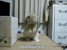Please Thank You Rabbit GIF - Please Thank You Rabbit Bunny GIFs