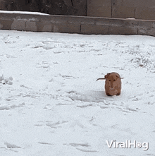 Playing In The Snow Dog GIF - Playing In The Snow Dog Viralhog GIFs