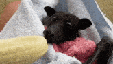 a bat is laying on a towel with a banana in its mouth