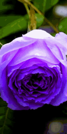 Kék Rózsa GIF