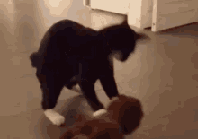 Mojo Madness GIF - Cat Play Toy GIFs