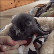 kitten cute high five adorable