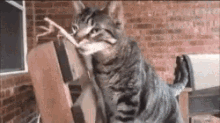 Cat Mantis GIF - Cat Mantis Boop GIFs
