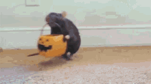 Rat Black Halloween GIF