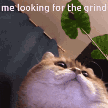 The Grind Cat Grind GIF