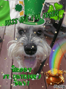 otto otto dog meme cult st patricks day irish