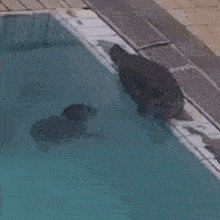 two seals are swimming in a swimming pool and looking at each other .