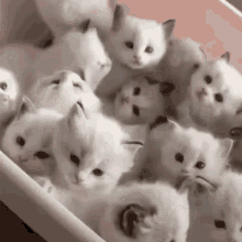 Kittens Cat GIF - Kittens Cat Love GIFs
