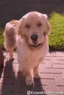 a dog standing on a brick sidewalk with the words " @essentricrecords " on the bottom right