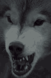 Wolf Animal GIF