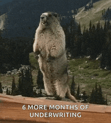 Marmots Yelling GIF - Marmots Yelling Screaming GIFs