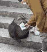 a monkey is drinking milk through a straw while sitting on a set of steps .