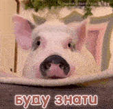 a pig is peeking out from behind a plate and says " буду знати " in russian