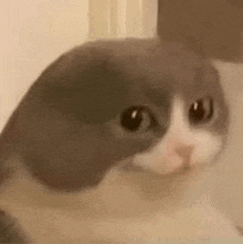 a close up of a gray and white cat with a sad look on its face .