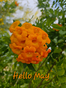 a picture of orange flowers with the words hello may on the bottom