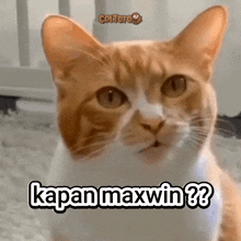 a cat with a caption that says kapan maxwin on it