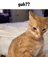 Guh Cat GIF - Guh Cat Ginger GIFs