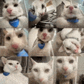 a collage of pictures of a white cat with a blue tag that says cumshot
