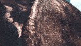 a close up of a brown furry animal 's back