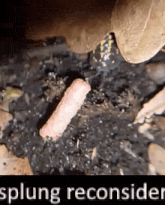 a sausage is laying on the ground next to a frog and the words splung reconsider on the bottom