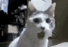 Cat Shocked GIF - Cat Shocked Shocked Cat GIFs
