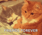 two cats are laying next to each other with the words " friends forever " above them