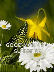Good Morning Sunshine GIF - Good Morning Sunshine Butterflies GIFs