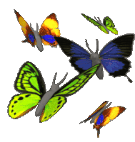 Butterfly Animation GIFs | Tenor
