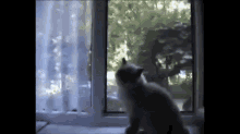 Pew Pew GIF - Animals Cats Bang GIFs