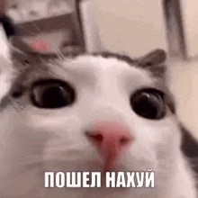 a close up of a cat 's face with a foreign language written on it .