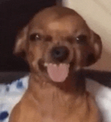 Dog Sticking Out Tongue Dog Meme GIF