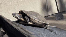 turtle slow redearedslider reptile ramp