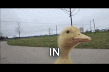 a duck is walking down a road with the word in written on it