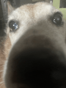 Dog Sniff GIF - Dog Sniff GIFs