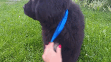 Our New GIF - Our New Puppy GIFs