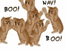 Nay Cat Boo Cat GIF - Nay Cat Boo Cat Angry Cat GIFs