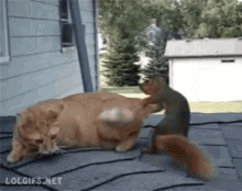 Funny Animals Cat GIF - Funny Animals Cat Squirrel GIFs