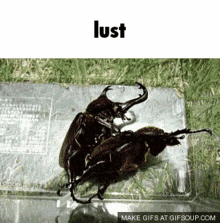 Lust Rhinoceros Beetle GIF - Lust Rhinoceros Beetle Mobile GIFs