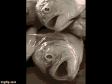 Fish Heads Dead Fish GIF