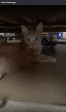 a cat laying underneath a bed with a direct messages screen displayed