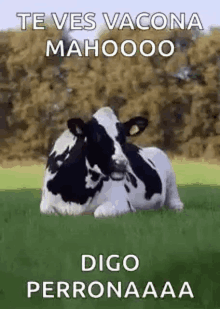Cow Chew GIF - Cow Chew Chilling GIFs