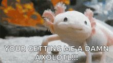 Ajolote Axolotl GIF - Ajolote Axolotl Cute GIFs