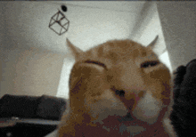 a close up of a cat 's face with a cube hanging from the ceiling in the background
