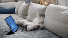 Cat Chat GIF - Cat Chat Tv GIFs