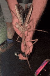 a person is holding a large bug in their hand