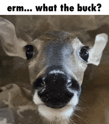 Deer Doe GIF