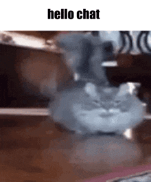 Hello Chat Cat GIF - Hello Chat Cat Shuffling GIFs